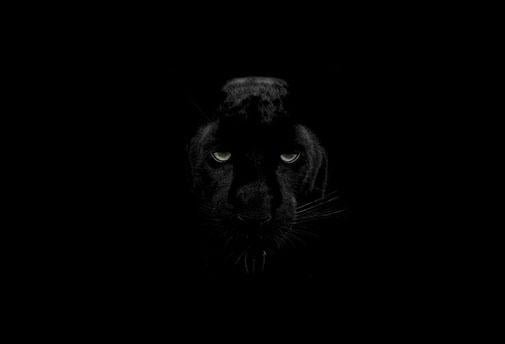 Le Reiki de La Panthère Noire Mystique