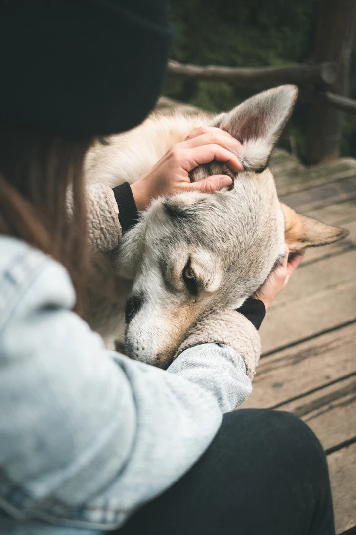Guérison énergétique pour animaux  Approfondir le lien sacré