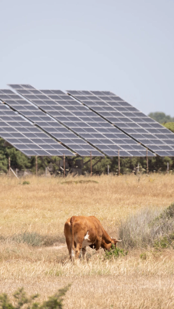 Approche holistique pour le bien-être énergétique des animaux