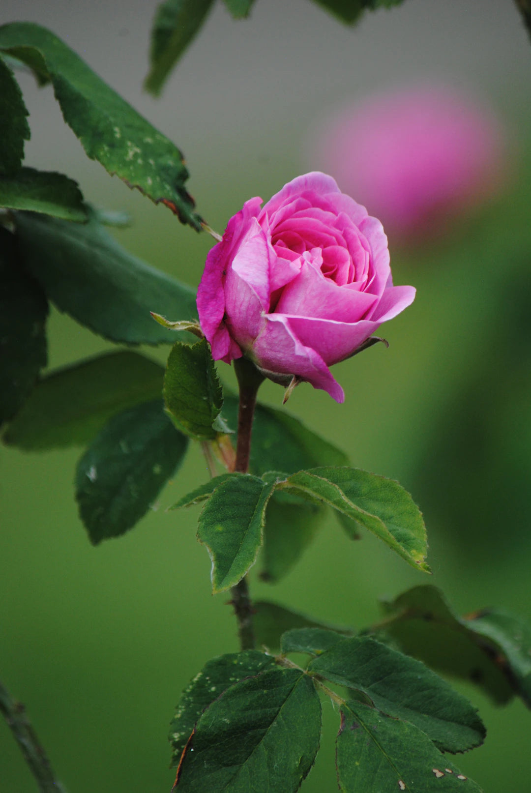 L'importance des éléments naturels dans la guérison énergétique
