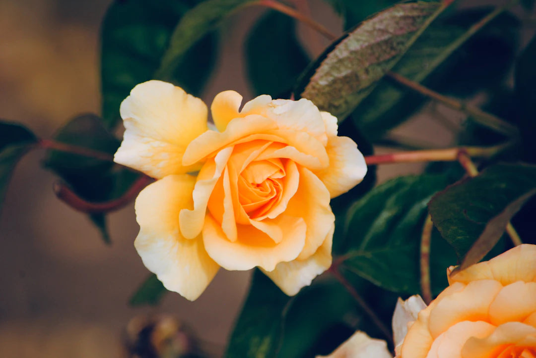 Rituel Quotidien pour Votre Bien-Être Holistique