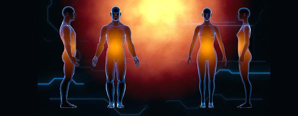 L'Anatomie humaine - Un Lieu de Lumière - cours à distance en ligne de soins énergétiques