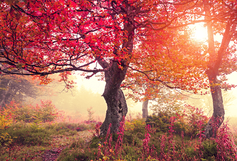 Channeling - Renforcement du flux - Un Lieu de Lumière - cours à distance en ligne de soins énergétiques