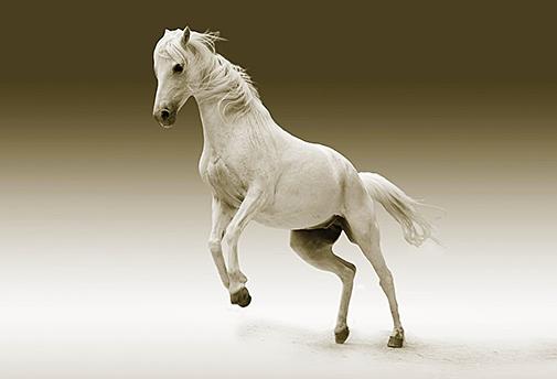 L' Harmonisation du Cheval