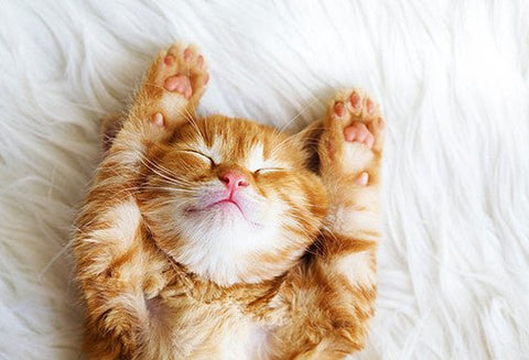 La Voie de La Guérison Animale - Un Lieu de Lumière - cours à distance en ligne de soins énergétiques