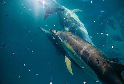 Le Rayon Aigue-Marine : la Guérison par les Dauphins - Un Lieu de Lumière - cours à distance en ligne de soins énergétiques