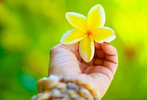 Le Reiki Aloha - La Trilogie Hawaïenne 3 - Un Lieu de Lumière - cours à distance en ligne de soins énergétiques