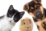 Le Reiki Animal - Un Lieu de Lumière - cours à distance en ligne de soins énergétiques