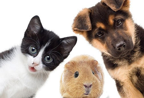 Le Reiki Animal - Un Lieu de Lumière - cours à distance en ligne de soins énergétiques