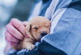 Le Reiki de Guérison de l'Anxiété des Animaux de Compagnie - Un Lieu de Lumière - cours à distance en ligne de soins énergétiques