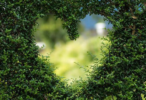 Le Reiki de Guérison des Plantes et de la Terre Mère - Un Lieu de Lumière - cours à distance en ligne de soins énergétiques