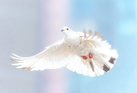 Le Reiki de La Blanche Colombe - Un Lieu de Lumière - cours à distance en ligne de soins énergétiques