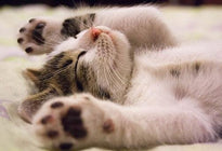 Le Reiki du Chaton Calme - Un Lieu de Lumière - cours à distance en ligne de soins énergétiques