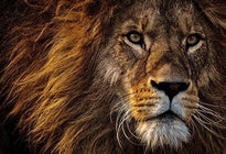 Le Reiki du Lion - Un Lieu de Lumière - cours à distance en ligne de soins énergétiques