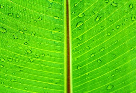 Les Soins des Nerfs - Un Lieu de Lumière - cours à distance en ligne de soins énergétiques