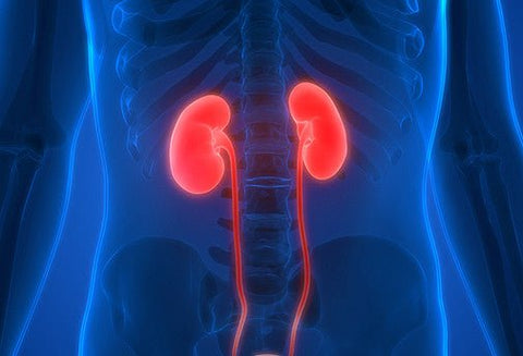 Les Soins des Reins et de la Vessie - Un Lieu de Lumière - cours à distance en ligne de soins énergétiques