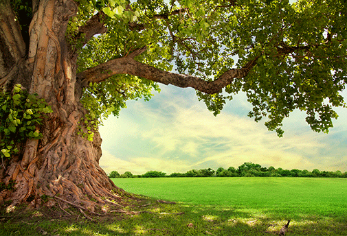L'essence de l'Arbre Magique
