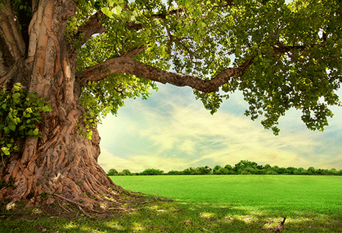 L'essence de l'Arbre Magique - Un Lieu de Lumière - cours à distance en ligne de soins énergétiques