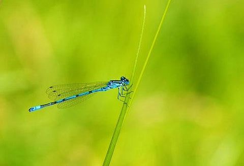 L'Harmonisation aux 9 Animaux - Un Lieu de Lumière - cours à distance en ligne de soins énergétiques