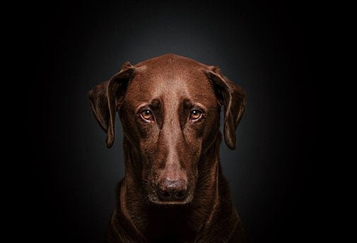 L'Harmonisation du Coeur du Chien