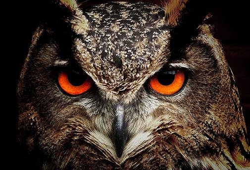 Reiki de la Connexion à l'Âme des Animaux