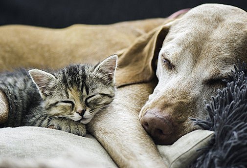 Reiki de l'Etoile pour les Animaux